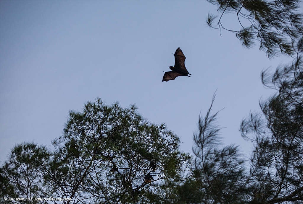 A bat flies over Um island, famous as Bats Island in Sorong, West Papua. A bat flies over Um island, famous as Bats Island in Sorong, West Papua.