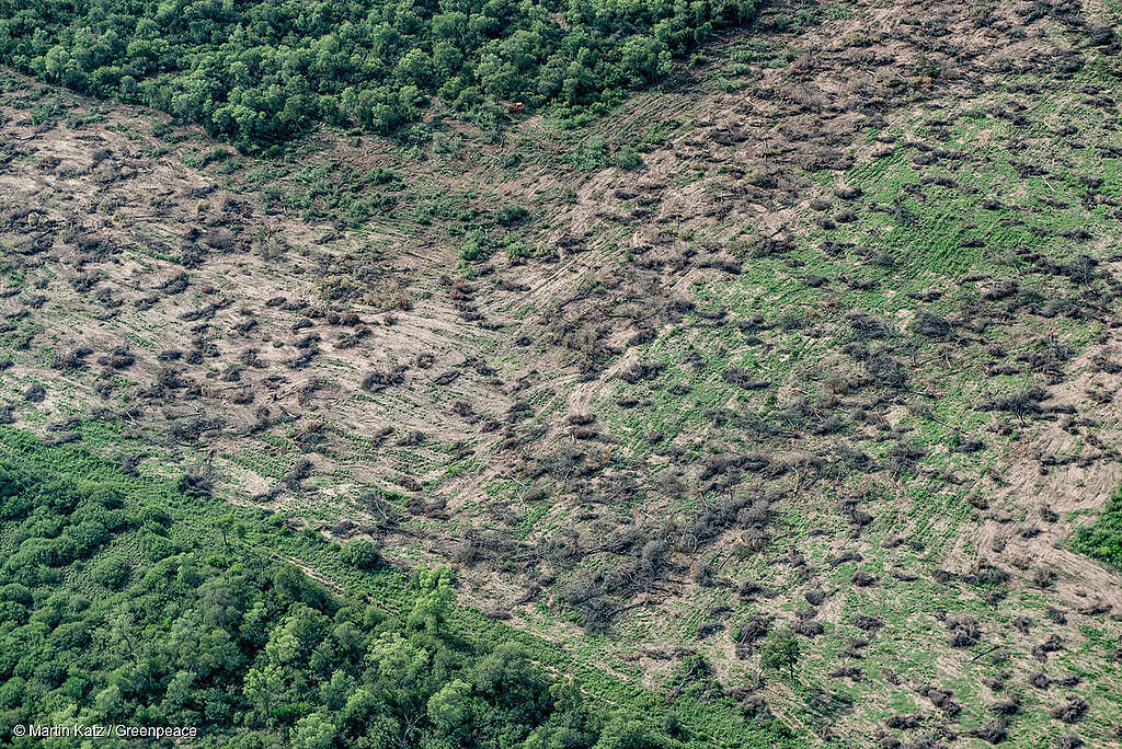 picture showing deforestation for farming and agriculture in chaco province in Argentina