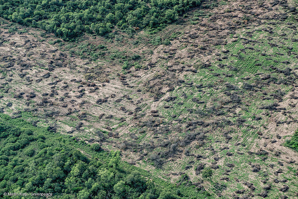 picture showing deforestation for farming and agriculture in chaco province in Argentina picture showing deforestation for farming and agriculture in chaco province in Argentina