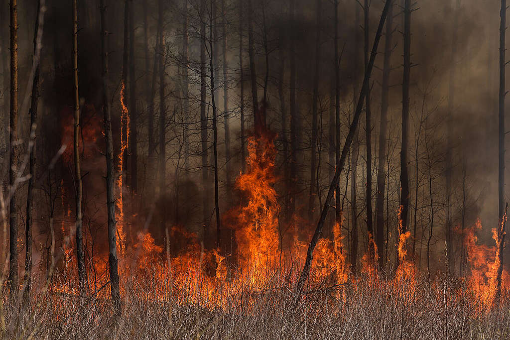 Forest Fire near Chornobyl. © Greenpeace