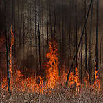 A forest fire burns near Krasiatychi town, Kyiv region, Ukraine, 60 km from the nuclear power plant. The fire in this forest is one of many in Ukraine now, due to Ukrainians' habit of setting dry grass on fire in spring to clear land for agriculture. One such fire has been burning in the radioactive Chornobyl exclusion zone around the nuclear power plant for more than a week and is still not extinguished.  Radioactive dust is whirled up.