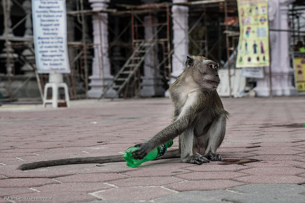Monkeys dig some food from the trash bins end up eating plastic thrown by the tourists of Batu Caves, Malaysia. Greenpeace volunteers and suppoters hold a waste clean-up at Batu Cave, Malaysia during Earth Day event to show their care to the nature and religious place.  Greenpeace is calling for the people in Malaysia to start reducing the use of single-use plastic. Batu Caves is a an iconic and popular tourist attraction in Selangor. A site of a Hindu temple and shrine, It also attracts thousands of worshippers and tourists, especially during the annual Hindu festival, Thaipusam
