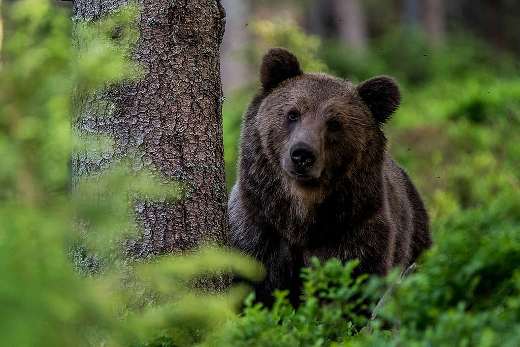 Eurasian Brown Bear in the Carpathians. © Tomáš Hulík / Greenpeace Eurasian Brown Bear in the Carpathians. © Tomáš Hulík / Greenpeace