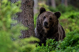 Eurasian Brown Bear in the Carpathians. © Tomáš Hulík / Greenpeace