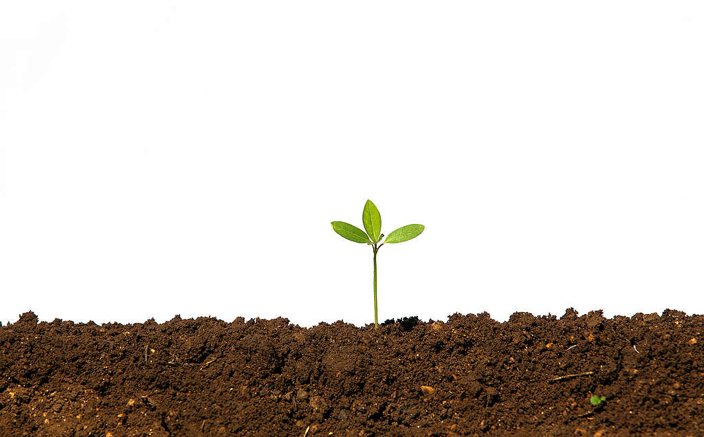 Seedling in an Organic Field in India. © Greenpeace / Vivek M.