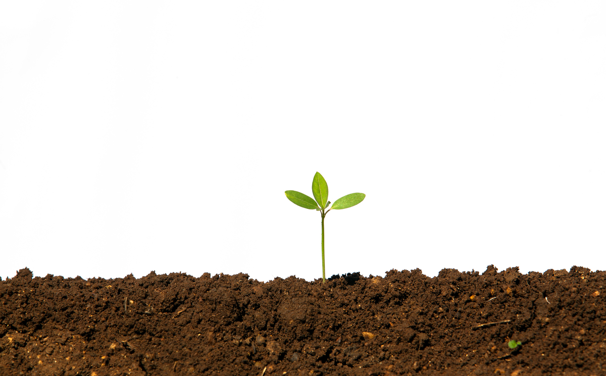 Seedling in an Organic Field in India. © Greenpeace / Vivek M.