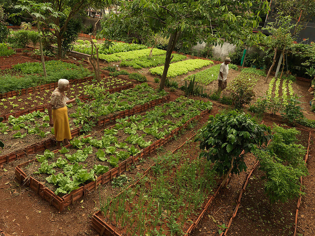 'Cities without Hunger' Project in Sao Paulo. © Peter Caton / Greenpeace