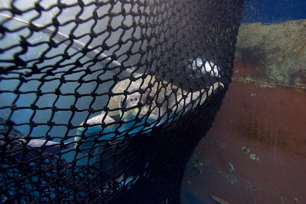 Turtle in East Pacific Ocean. © Alex Hofford / Greenpeace