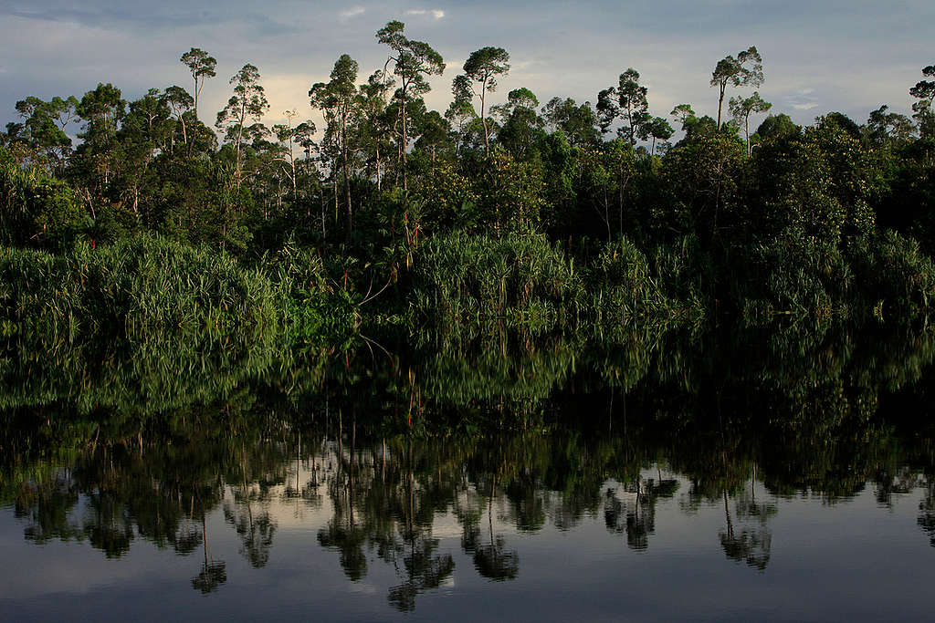 Intact Peatland Forest in Indonesia. © Will Rose / Greenpeace