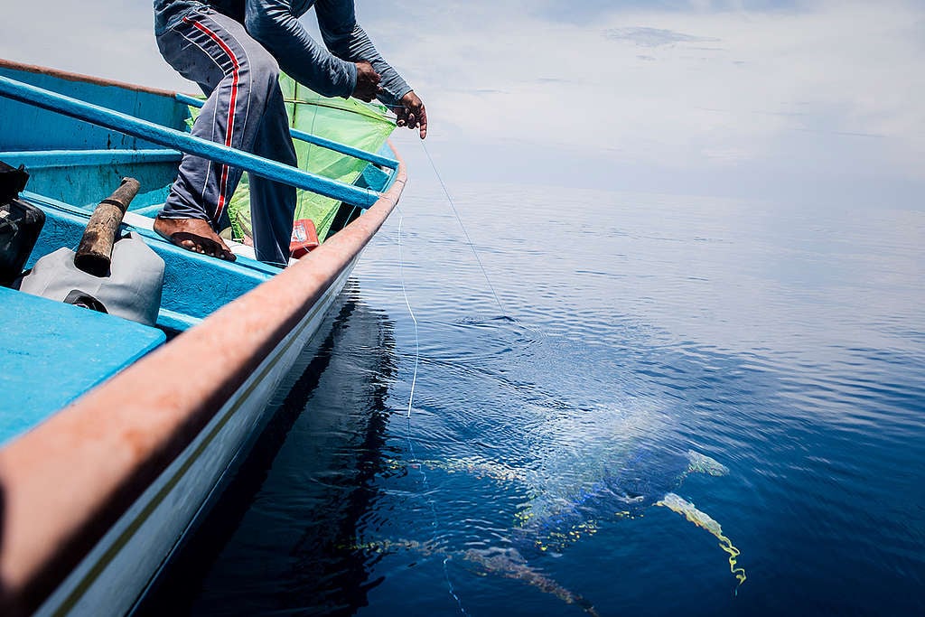 Handline Fishing on Buru Island. © Oscar Siagian / Greenpeace Handline Fishing on Buru Island. © Oscar Siagian / Greenpeace