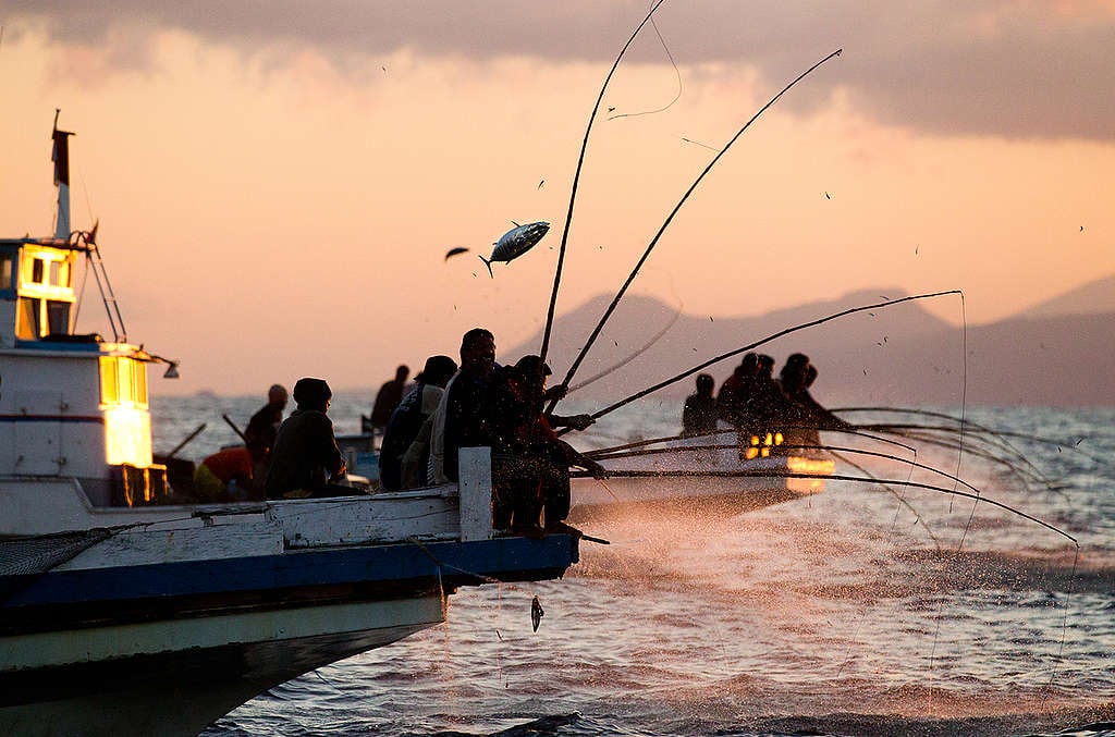 Pole and Line Fishing in Indonesia. © Paul Hilton / Greenpeace Pole and Line Fishing in Indonesia. © Paul Hilton / Greenpeace