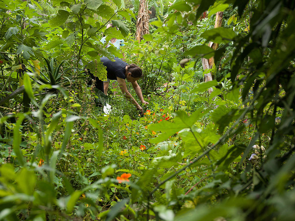 Casa Verde in Brazil. © Peter Caton / Greenpeace