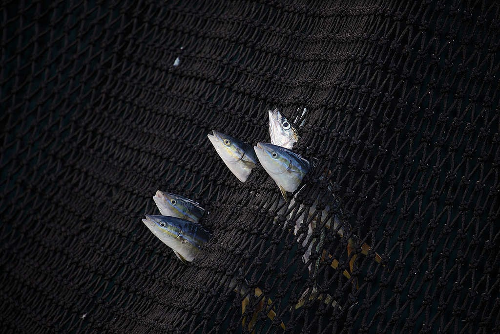 Caught Tuna in the Indian Ocean. © Jiri Rezac / Greenpeace Caught Tuna in the Indian Ocean. © Jiri Rezac / Greenpeace