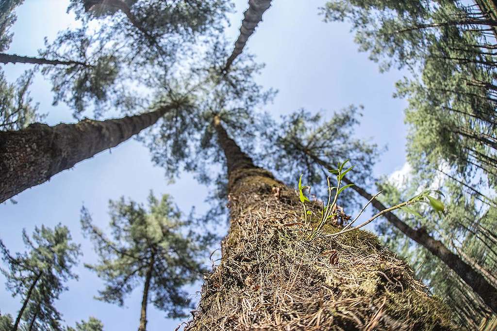 Ancient Himalayan Hemlock Trees in Yunnan, China. © Yan Tu / Wild China / Greenpeace Ancient Himalayan Hemlock Trees in Yunnan, China. © Yan Tu / Wild China / Greenpeace