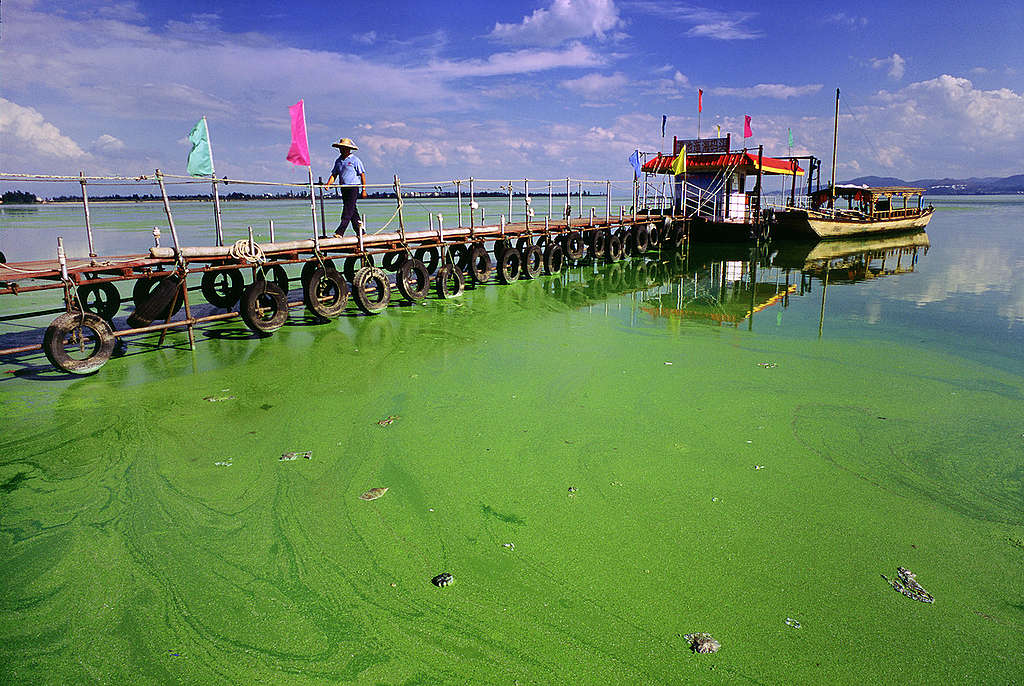 Algal Bloom in Dianchi Lake. © Yunsheng Geng / Greenpeace Algal Bloom in Dianchi Lake. © Yunsheng Geng / Greenpeace