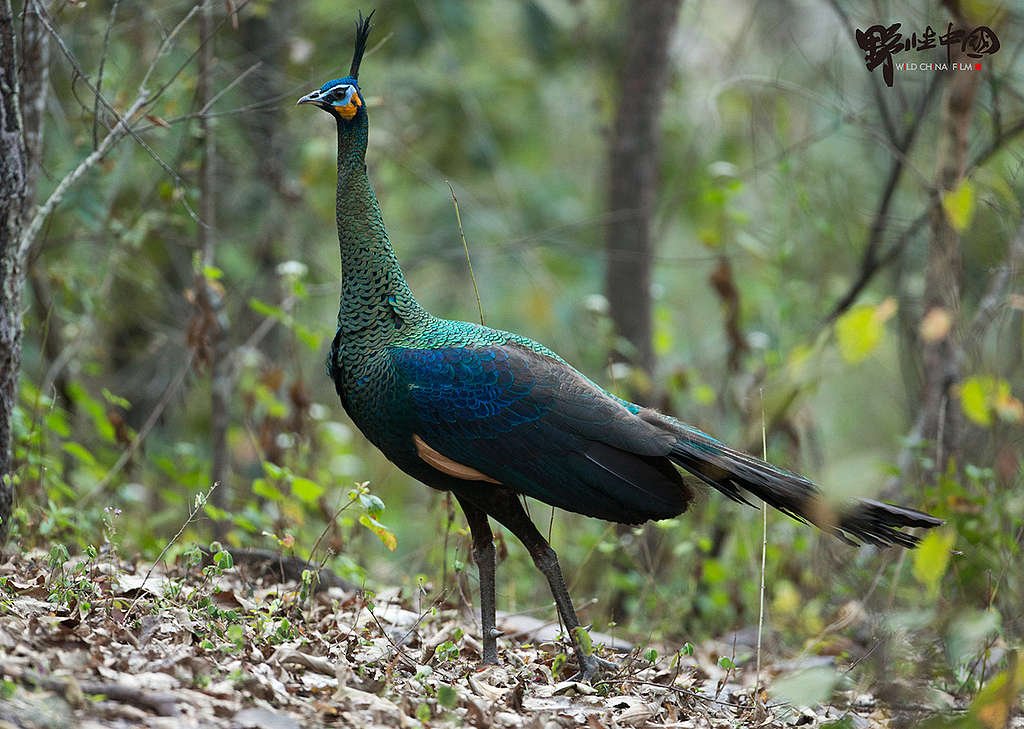 Wild Green Peafowl in Yunnan. © Zhinong Xi / WildChina Wild Green Peafowl in Yunnan. © Zhinong Xi / WildChina