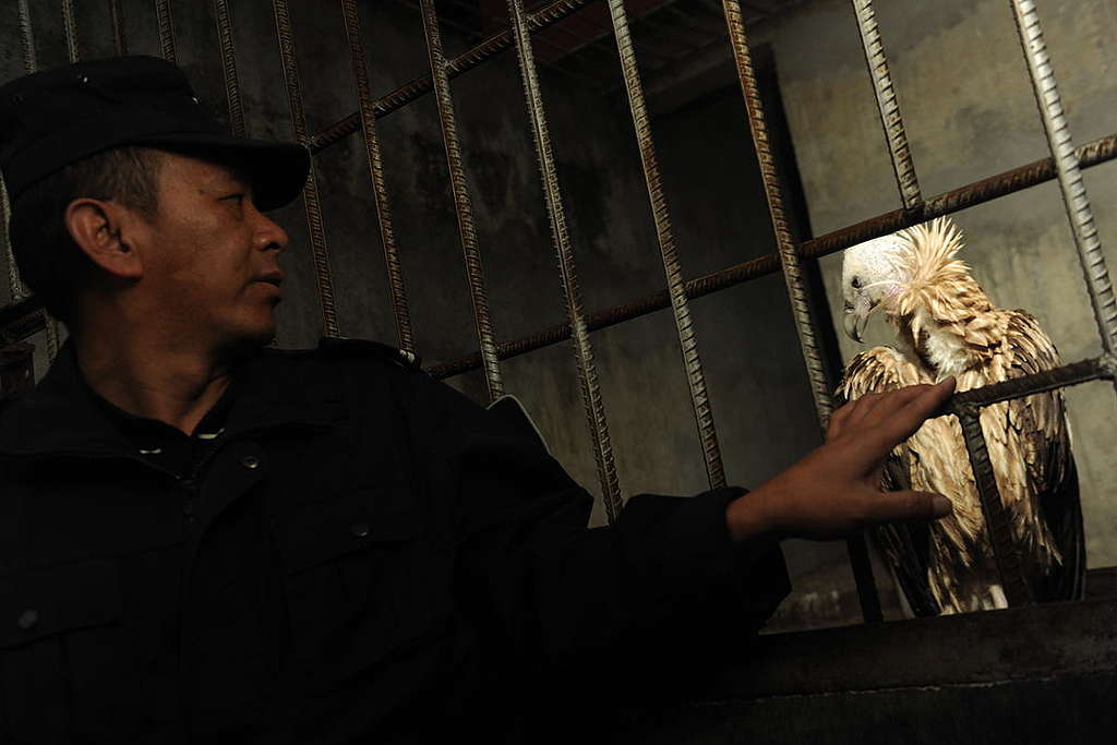 Forest Police with Vulture in Yunnan province of China. © Shi bai Xiao / Greenpeace
