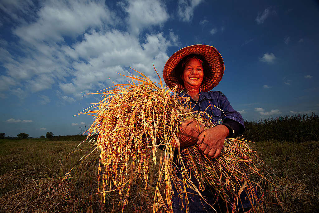 Organic Rice Art at Ratchaburi in Thailand. © Greenpeace / Athit Perawongmetha Organic Rice Art at Ratchaburi in Thailand. © Greenpeace / Athit Perawongmetha