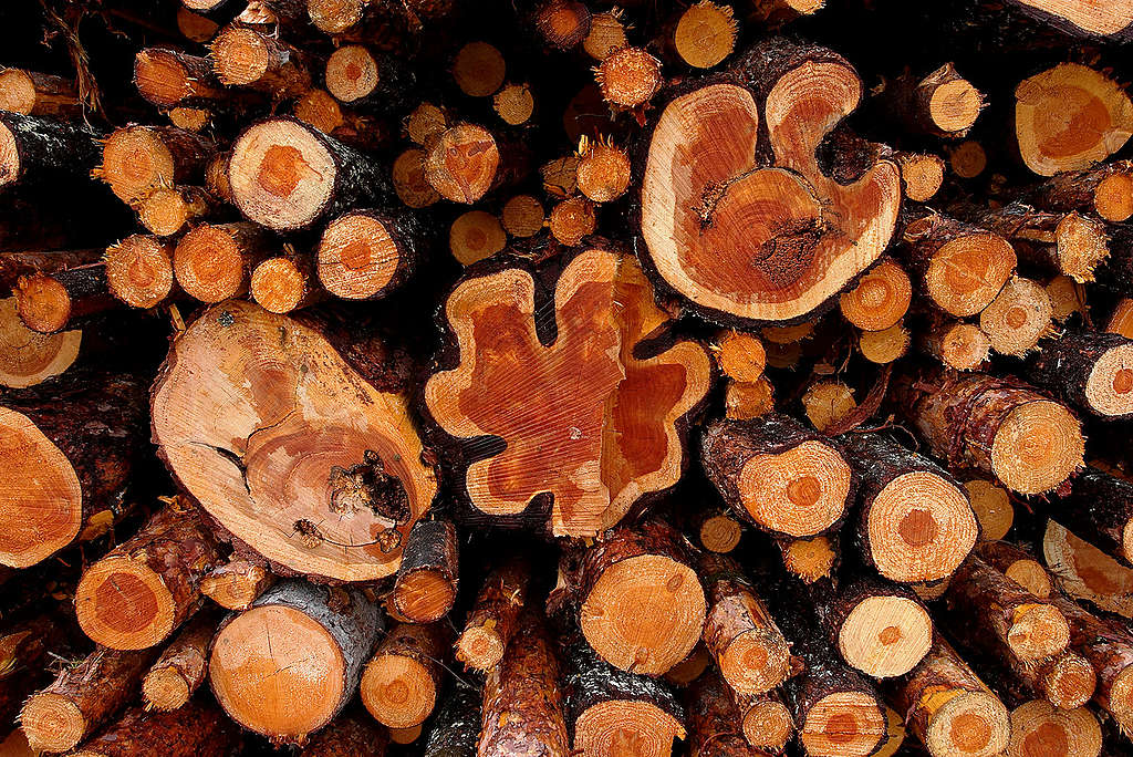 Logged Pine Trees. © Matti Snellman / Greenpeace Logged Pine Trees. © Matti Snellman / Greenpeace