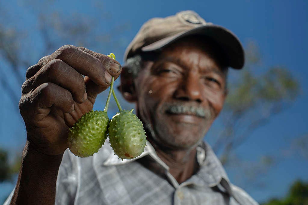 Fruits Produced in the Cerrado Biome, Brazil. © Marizilda Cruppe / Greenpeace