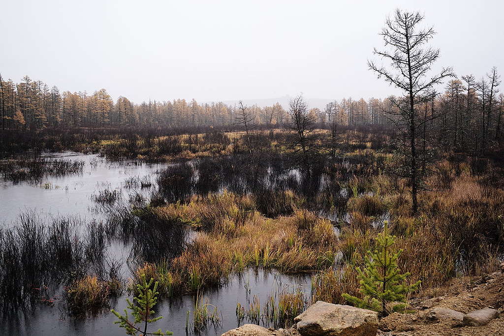 Intact Forest Landscapes on Greater Khingan Mountains in China. © Shi bai Xiao / Greenpeace Intact Forest Landscapes on Greater Khingan Mountains in China. © Shi bai Xiao / Greenpeace