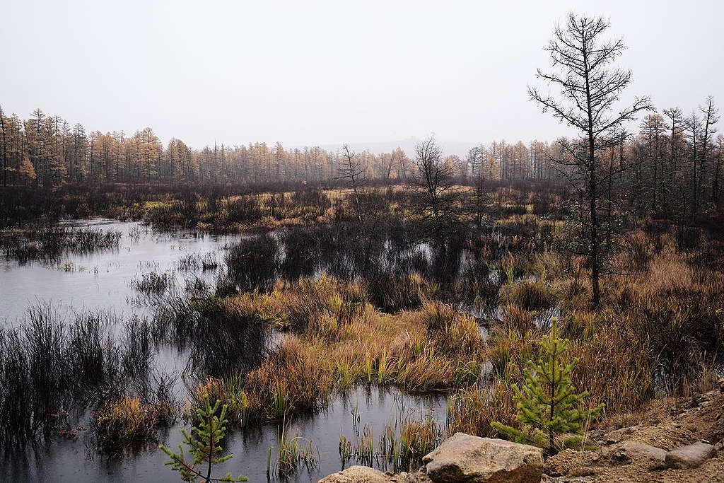 Intact Forest Landscapes on Greater Khingan Mountains in China. © Shi bai Xiao / Greenpeace