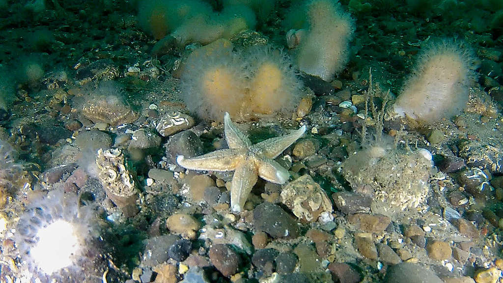 Marine Organisms in the North Sea © Kick Stokvis / Greenpeace