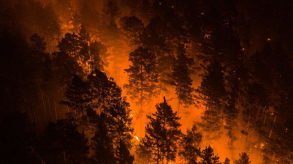 Climate Emergency in Siberia 2020. Climate Emergency in Siberia 2020. © Julia Petrenko / Greenpeace