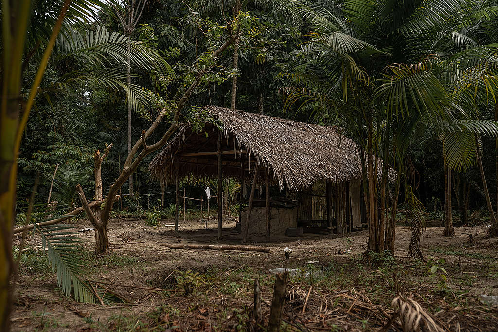 One of the shelters families the Dâw People used to isolate themselves, inside the forest. © Christian Braga / Greenpeace © Christian Braga / Greenpeace One of the shelters families from the Dâw people used to isolate themselves, inside the forest. © Christian Braga / Greenpeace