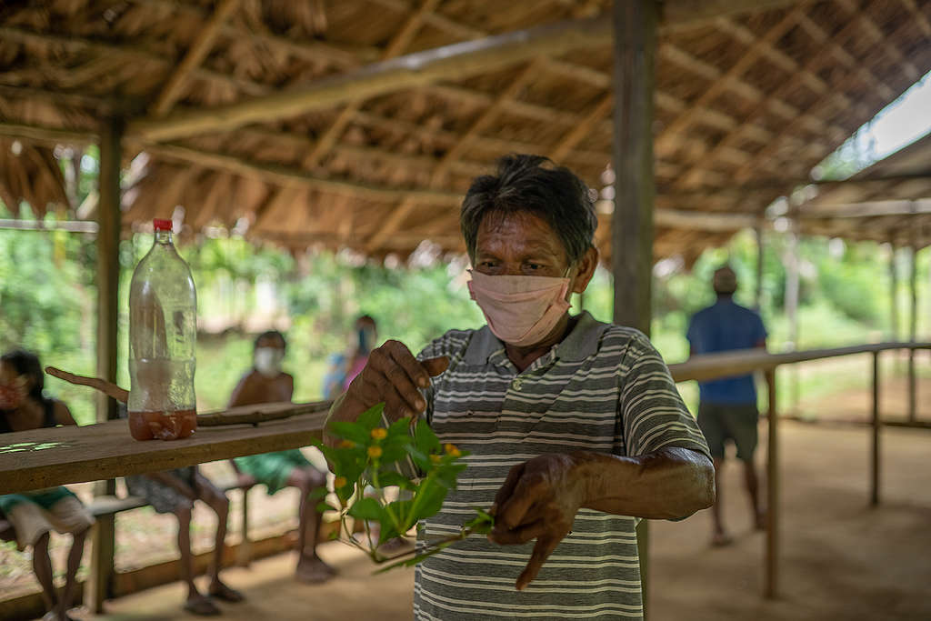 Jair handles the plants and tea his people used to help them cope from COVID-19. © Christian Braga / Greenpeace © Christian Braga / Greenpeace Jair handles the plants and tea his people used to help them cope from COVID-19. © Christian Braga / Greenpeace © Christian Braga / Greenpeace