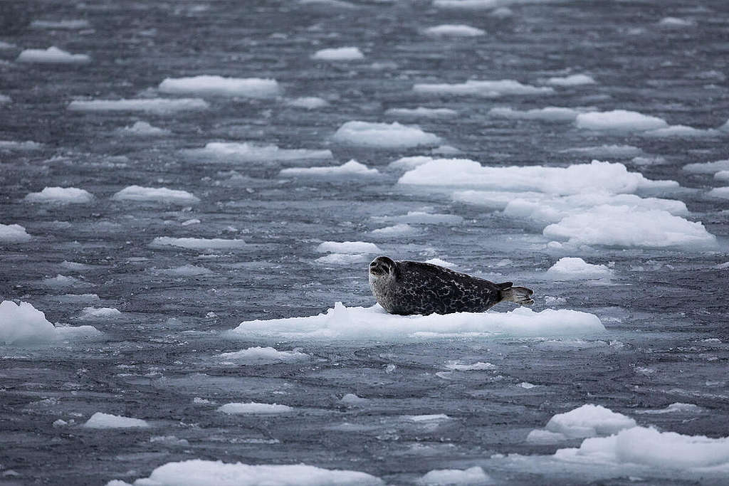 Ringed Seal In The Arctic. © Daniella Zalcman / Greenpeace Ringed Seal In The Arctic. © Daniella Zalcman / Greenpeace