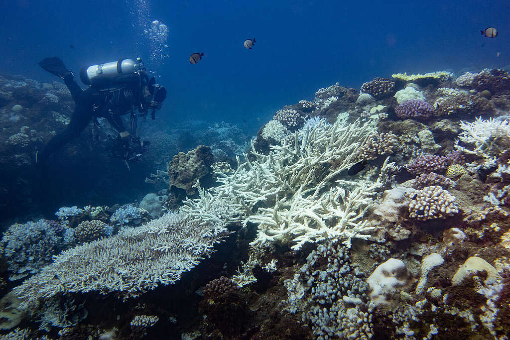 Mass bleaching of coral reefs in Taiwan waters reported Coral Bleaching Investigation in South Taiwan. © Yves Chiu / Greenpeace