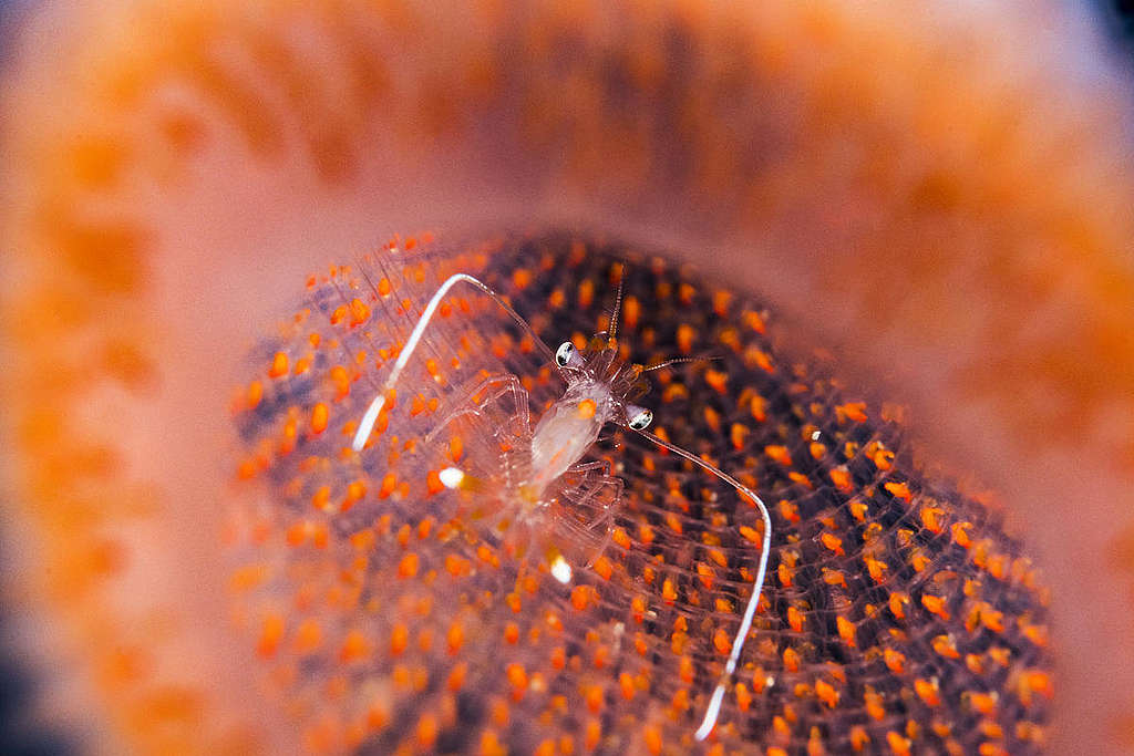 Shrimp in Sponge in the Sargasso Sea. © Shane Gross / Greenpeace