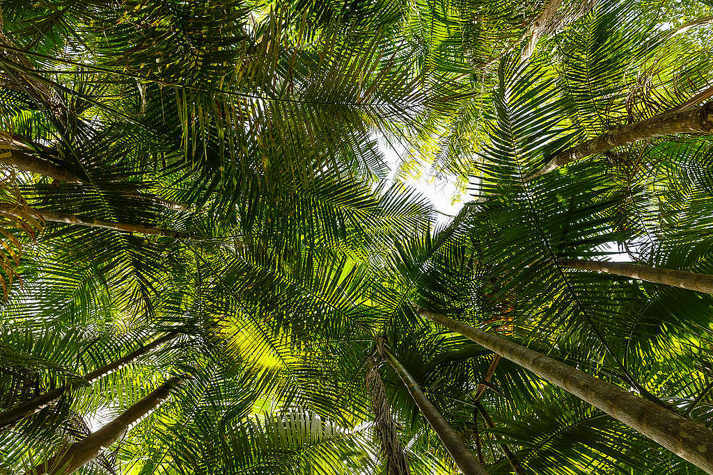 Forests in Bailique Community. © Diego Baravelli / Greenpeace