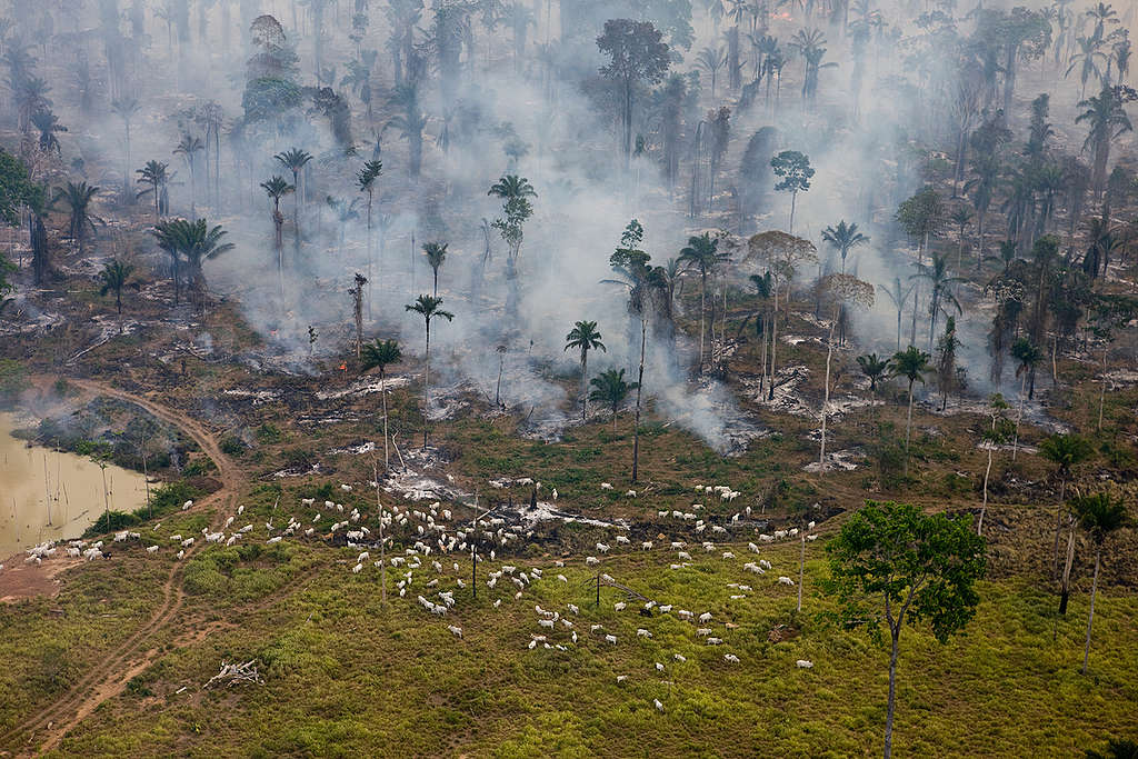 Forest Fires in the Amazon. © Greenpeace / Daniel Beltrá