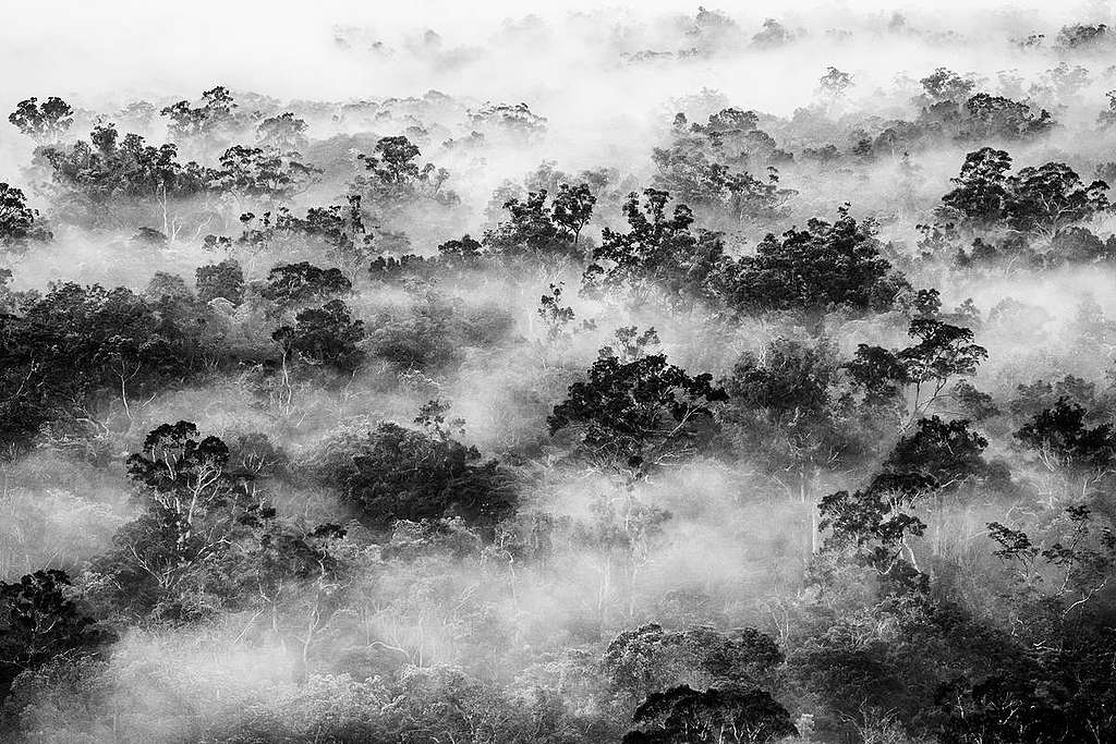 Primary Forest in Papua. © Ulet  Ifansasti / Greenpeace