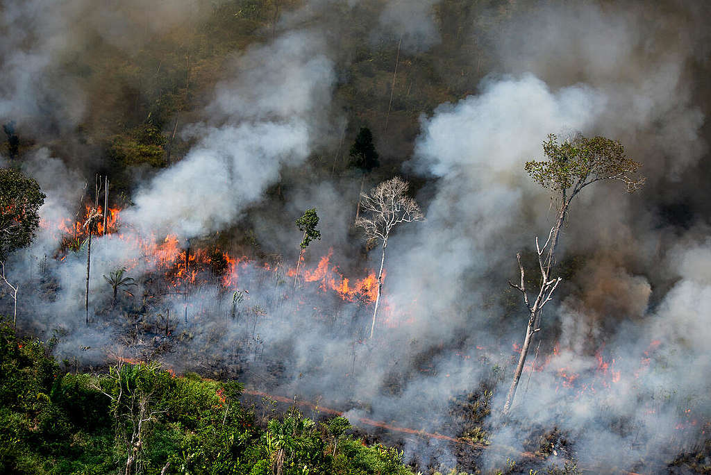 Deforestation in the Amazon in August, 2020. © Christian Braga / Greenpeace