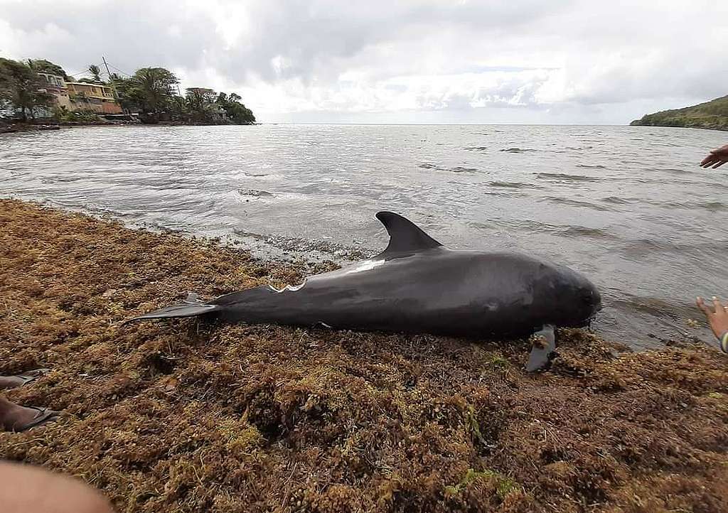Porpoise Found near the Shore in Mauritius. © Shav