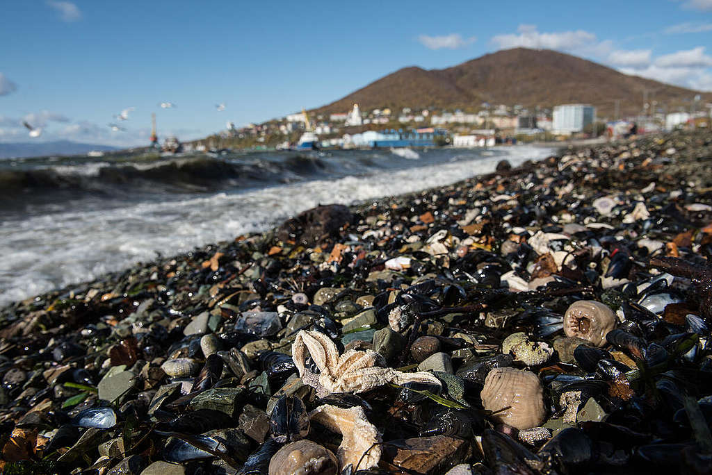 Investigation in Kamchatka: Dead Animals on the Beaches. © Dmitry Sharomov / Greenpeace Investigation in Kamchatka: Dead Animals on the Beaches. © Dmitry Sharomov / Greenpeace