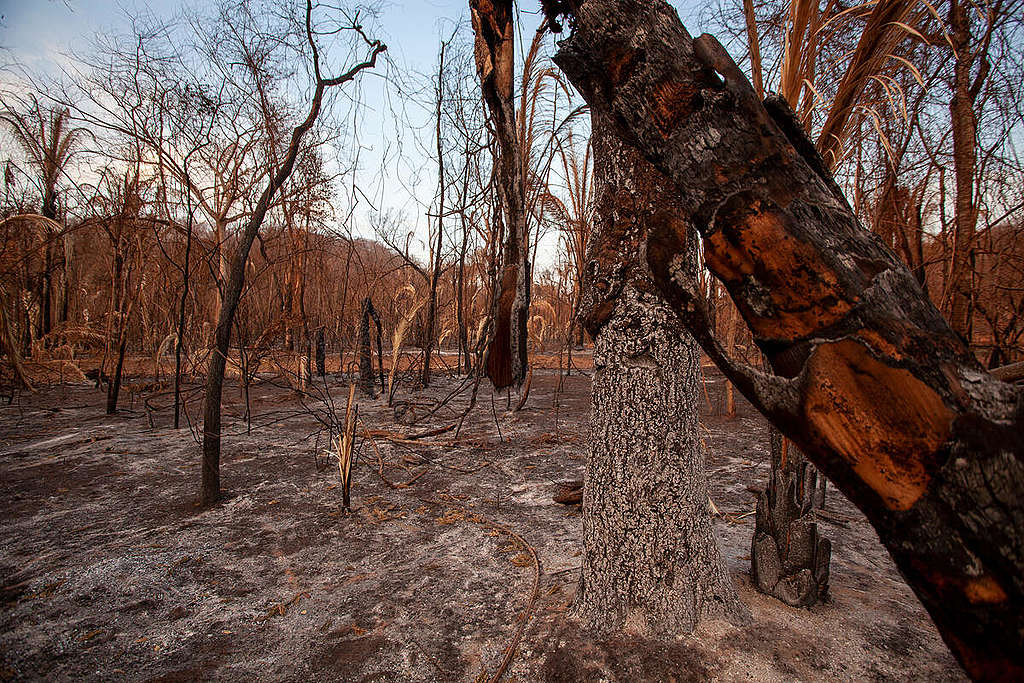 Fires have devastated 23% of Pantanal's biome © Leandro Cagiano / Greenpeace