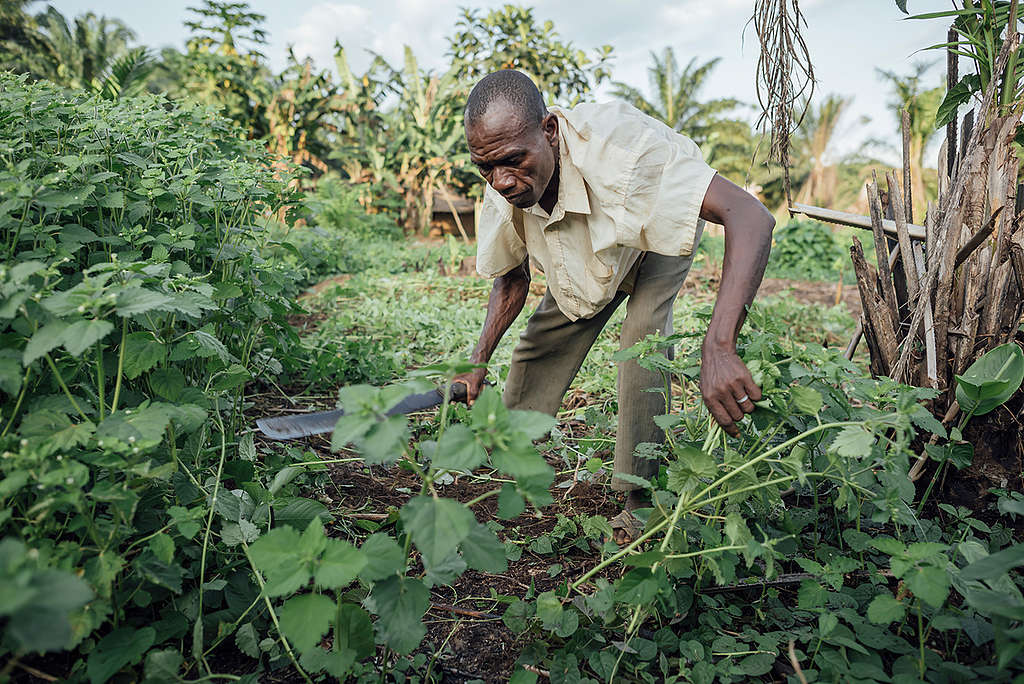 Farmer working in his Field in village of Lokolama. © Kevin McElvaney / Greenpeace Farmer working in his Field in village of Lokolama. © Kevin McElvaney / Greenpeace