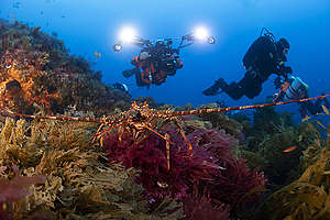 Marine Wildlife at Vema Seamount. © Richard Barnden / Greenpeace