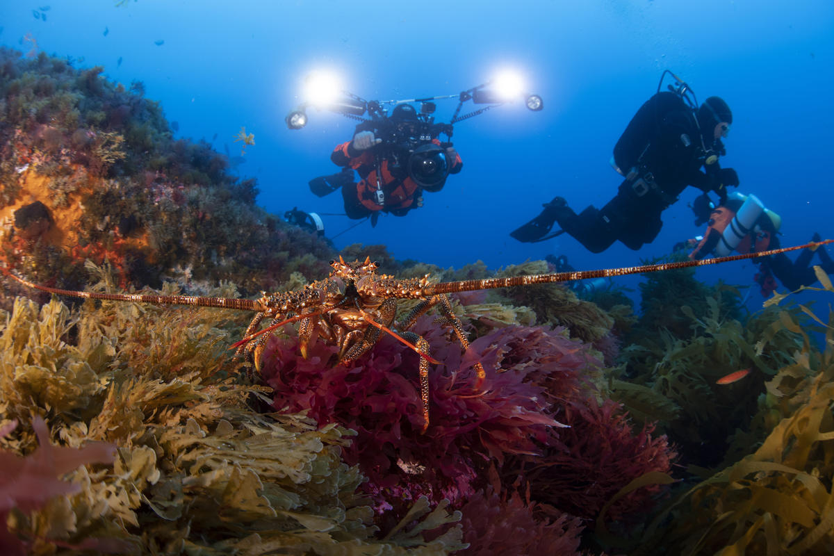 Marine Wildlife at Vema Seamount. © Richard Barnden / Greenpeace