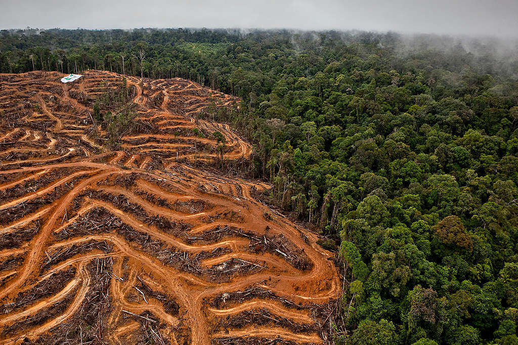 Action at P & G Palm Oil Supplier in Kalimantan. © Ulet  Ifansasti / Greenpeace