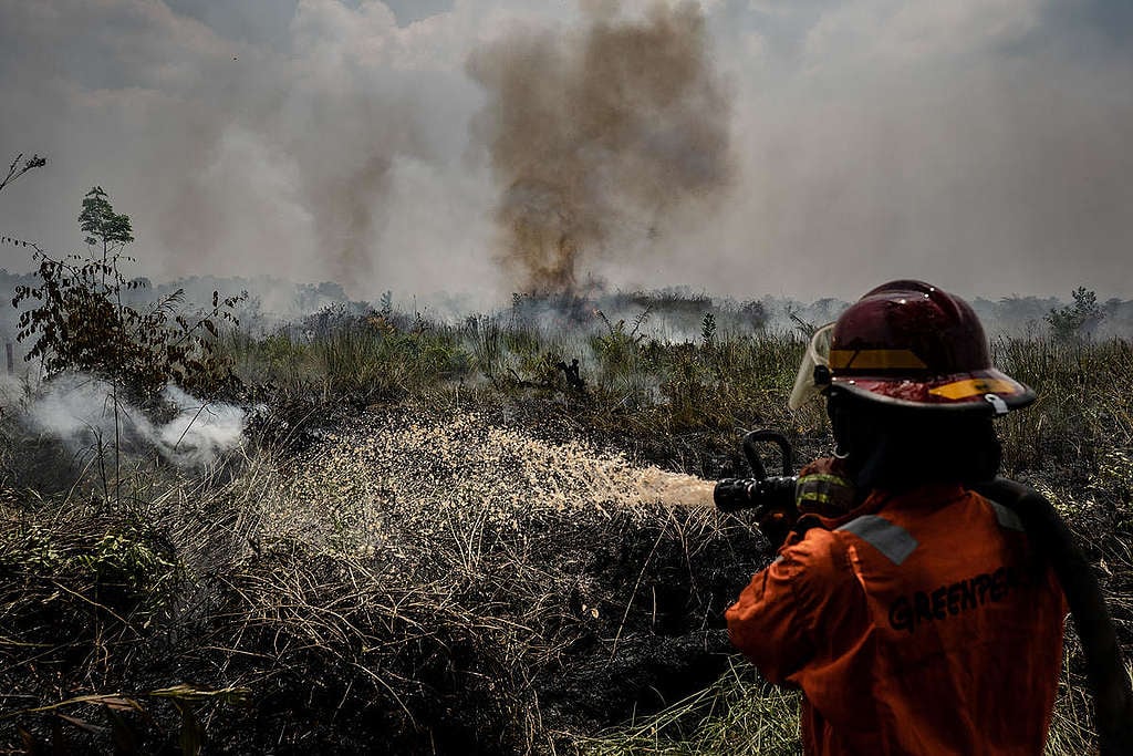 Forest Fires in Central Kalimantan. © Ulet  Ifansasti / Greenpeace