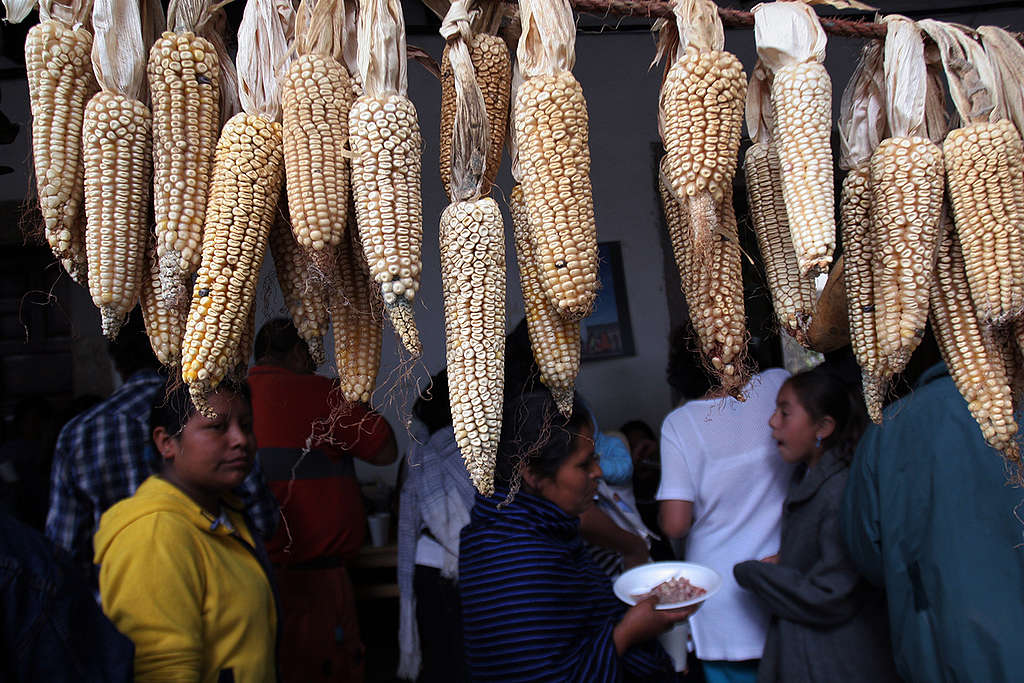 Celebration to Honour GE Free Corn in Mexico. © Greenpeace / Gustavo Graf