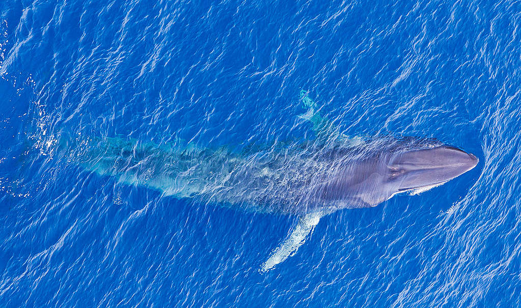 Pygmy Blue Whale in Mozambique. 