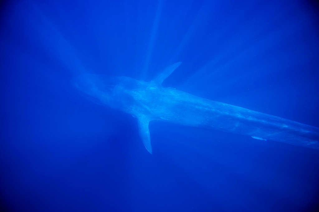 Pygmy Blue Whale. © Greenpeace / Paul Hilton