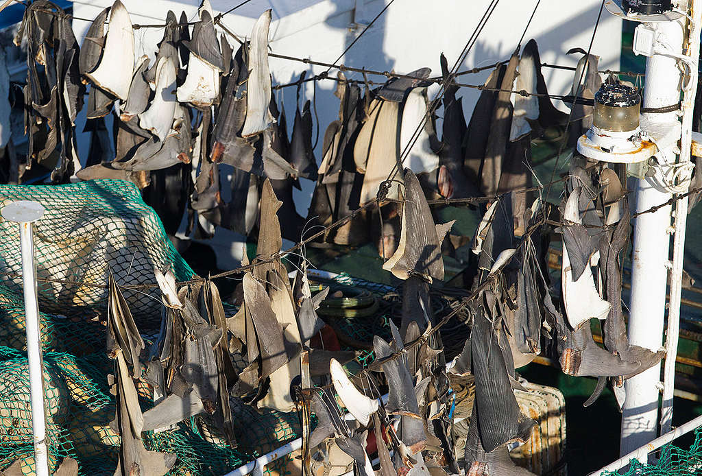 Shark Fins on Japanese Longliner. © Paul Hilton / Greenpeace