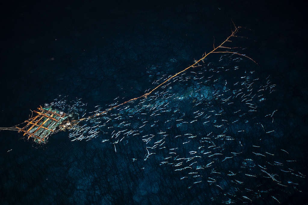 FADs in the Indian Ocean. © Will Rose / Greenpeace FADs in the Indian Ocean. © Will Rose / Greenpeace